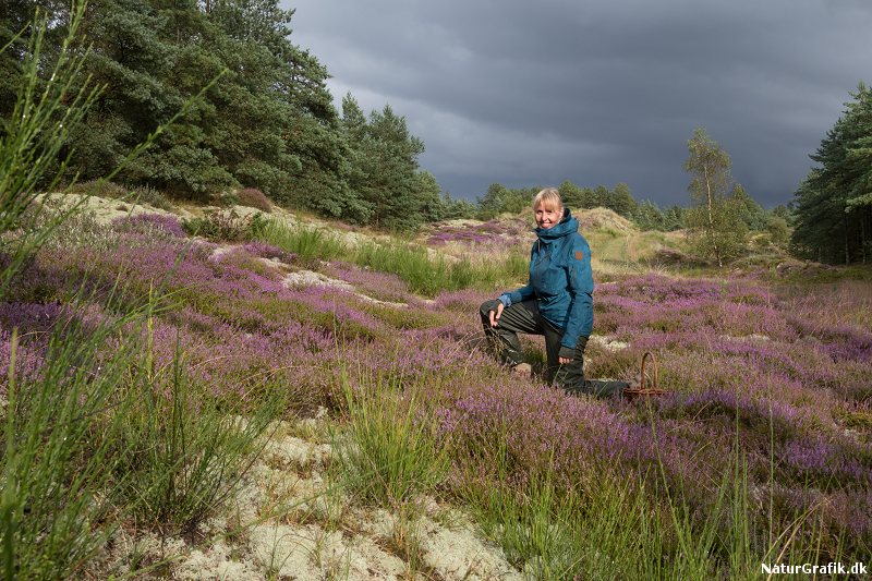Lyngen blomstrer i august 