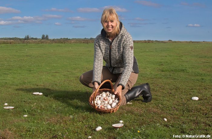 find champignon på markerne