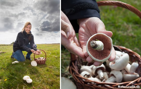 En lang, varm sommer efterfulgt af sensommerregn tegner godt for høsten af mark-champignon.
