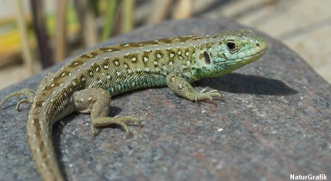 markfirbenet ynder sandede områder og findes også i klitområder nær havet. Arten hedder på engelsk meget passende for sand lizzard - sandfirben.