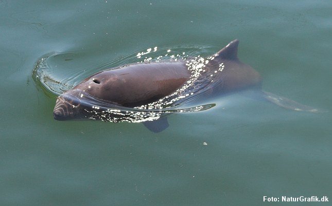 Marsvinet er et af havet mest effektive jægere. Foto: NaturGrafik.dk.
