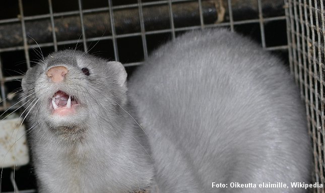 Nu vil også Holland stoppe minkfarme. Foto: Oikeutta eläimille, Wikipedia.
