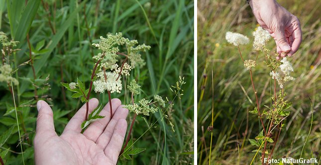 Den op til 1 meter høje mjødurt kendes bl.a. på den rødlige stængel og de hvide, aromatiske blomster.