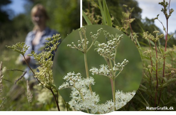 Mjødurten er en god fortællerblomst. Dels er den smuk med sine rødlige stængel og fine, hvide blomster, der sidder øverst i den optil 1 meter højde plante. Dels har den en fin duft! Når man nulrer den faste, næsten blomkålsagtige blomsterstand inden blomsterne har udviklet sig og er sprunget ud, fornemmes de duftende æteriske olier meget tydeligt.
