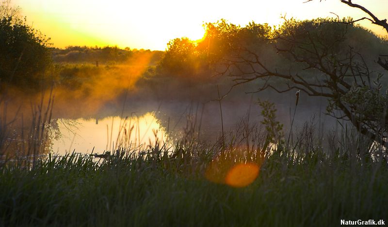 Geddens vand i mosen