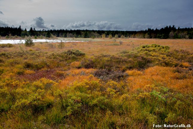 Mange, danske naturområder er truet. 