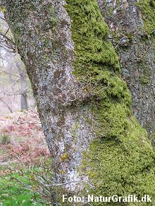 moss_tree
