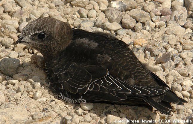 Mursejler på jorden, fotograferet ved Sønderborg Slot. Fugle på jorden kan sjældent lette uden hjælp. Foto: Jürgen Howaldt, cc-by-sa-3.0, Wikipedia.