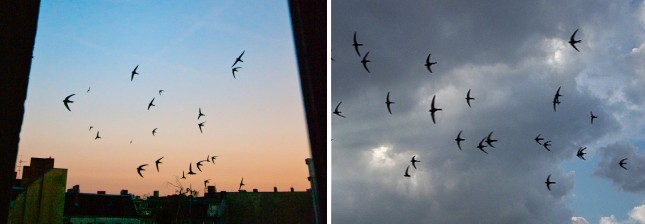 Sådan ser de fleste mursejlerne: I skrigende flokke højt mellem hustagene. Foto: Dirk Ingo Franke (tv) og Tomasz Kuran, CC BY 3.0, Wikipedia. 