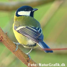 Musvitten og de andre mejser elsker fedt med solsikkefrø.