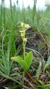 De sjældne orkidé mygblomst foto; Naturstyrelsen