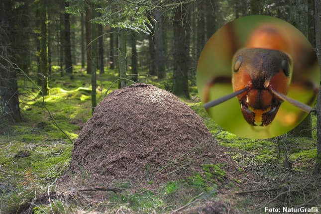 Skovmyrerne er blevet aktive. På solrige forårsdage sidder de i store myreklumper udenpå tuen. 