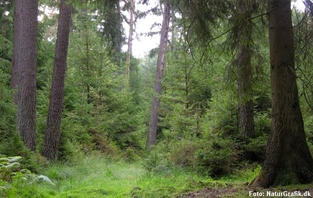 De fleste nåletræer er indført til Danmark og regnes ikke for hjemmehørende. Måske bør rødgranen accepteres som en af vores naturlige arter?