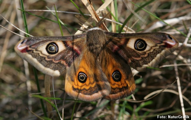 Lille natpåfugleøje