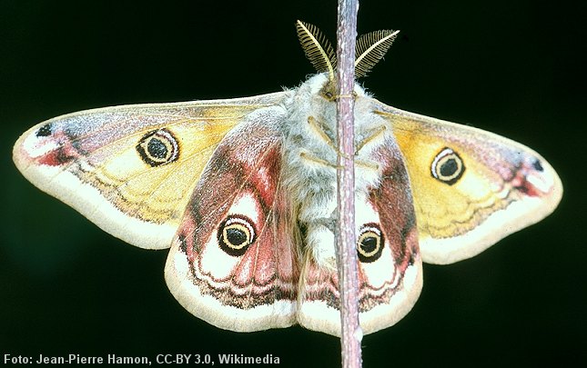 Hannen af Lille Natpåfugleøje bruger sine buskede antenner til at opfange dufte fra hunner. Foto: Jean-Pierre Hamon, CC-BY 3.0, Wikimedia.
