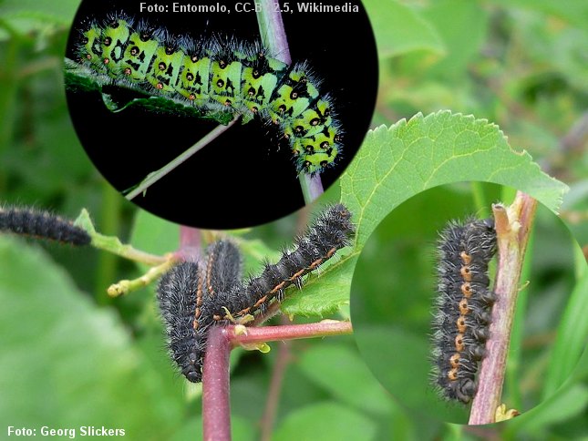 Lille natpåfugleøjes larver findes især gerne på hedearealer. I det tidlige larvestadie er larverne sorte. Senere bliver larven flot grøn. Foto: Georg Slickers og Entomolo, Wikimedia.