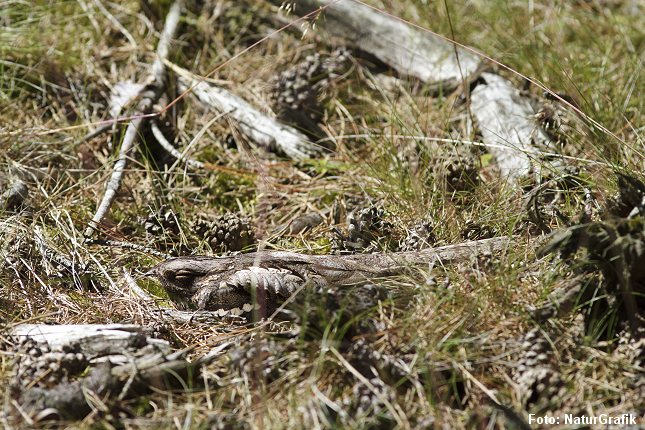 Natravnen er mester i kamuflage. Den er nærmest umulig at få øje på, hvis man ikke ved den er der. Foto: Niels Lisborg/NaturGrafik.