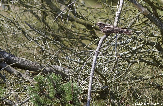 I dagtimerne hviler natravnen ofte på en gren og stoler trygt på sin kamuflage. Her er det dog forældrefuglen, der vender tilbage efter at være blevet forstyrret ved reden. 
