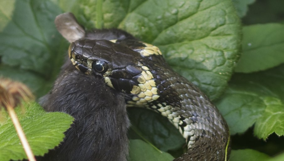 En snog i færd med at sluge en stor mus. Forinden har et sandt drama udkæmpet sig imellem en hugorm og snogen. Foto: Niels Lisborg
