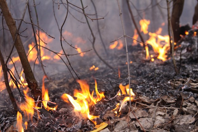 Foto: Dmitriy Karelin, dreamstime.