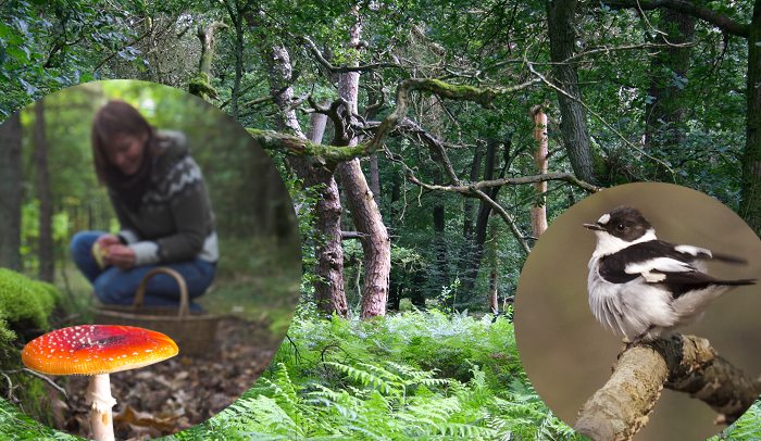 Den danske naturfond