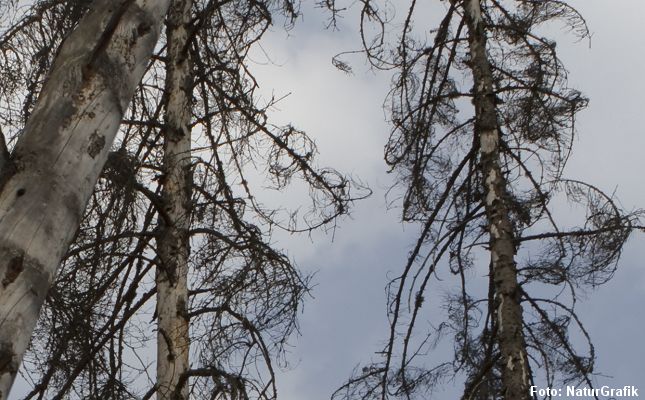 De danske skove mangler døde træer af hensyn til biller, svampe, fugle med flere, men der er ikke meget liv knyttet til døde grantræer.  
