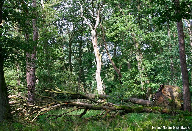 Naturskov, hvor væltede løvtræer efterlades til insekter og svampe.