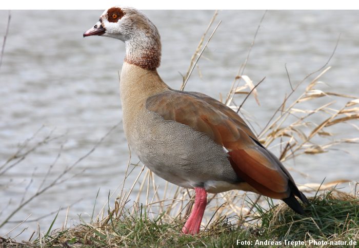 Nilgåsen er uønsket som dansk ynglefugl. Foto: Andreas Trepte, photo-natur.de.