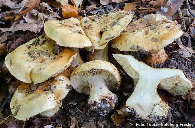 En ny, stor svampeart er fundet i Danmark ved Kolding. Foto: Tobias Guldberg Frøslev, Statens Naturhistoriske Museum.