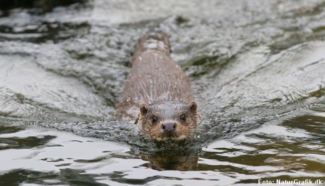 Odderen er tilpasset et liv i vand. Foto: Sabine Jensen/NaturGrafik.dk