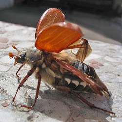 Oldenborren har vinger under det hårde dækskjold. Foto: Darkone, CC Wikipedia.