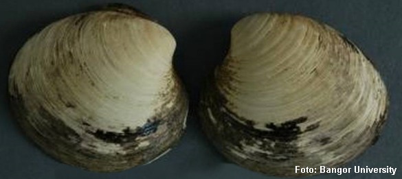 Verdens ældste, levende dyr: En molboøsters på 507 år. Foto: Bangor University.