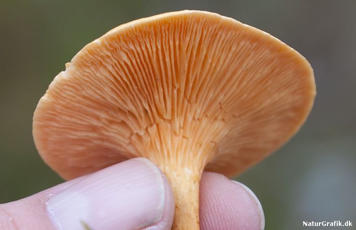 Orange kantarel - lameller