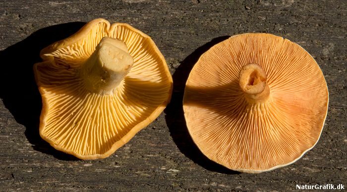 Kend forskel på Almindelig kantarel og Orange kantarel