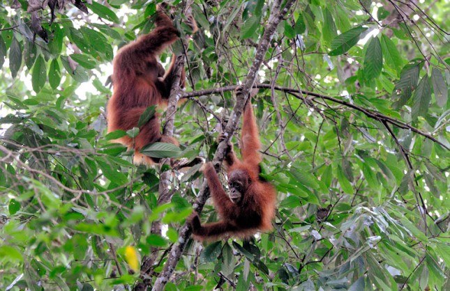 Vilde orangutanger. Foto: michael hoefner, CC BY-SA 3.0, Wikimedia.