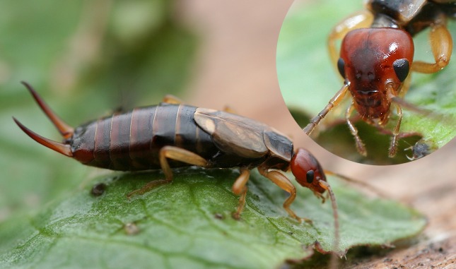 Ørentvist-hun, der søger efter føde. Foto: NaturGrafik.
