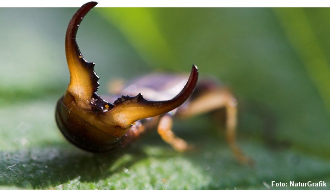 Tangen hos han-ørentvisten (foto) er kraftigere end hos hunnen. 