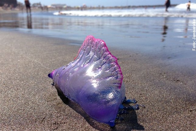 Det ligner nærmest glaskunst, men ikke røre! Det er den Portugisiske Orlogsmand! Foto: Jannarabe, CC BY 3.0, Wikipedia.