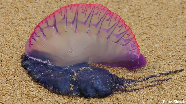 Orlogsmandens karakteristiske sejl hjælper goplen til at drive vidt omkring på havoverfladen. Foto: Biusch, CC BY 30, Wikipedia.