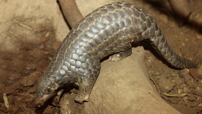 Det kinesiske skældyr er en af de 420 truede arter, der nu giver fængselsstraf i Kina, hvis du spiser dem! Foto: Zoo Leipzig, Tou Feng, Wikimedia.