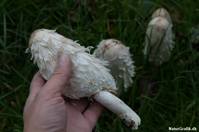 Navnet "parykhat" giver god mening når man ser på svampens hat.