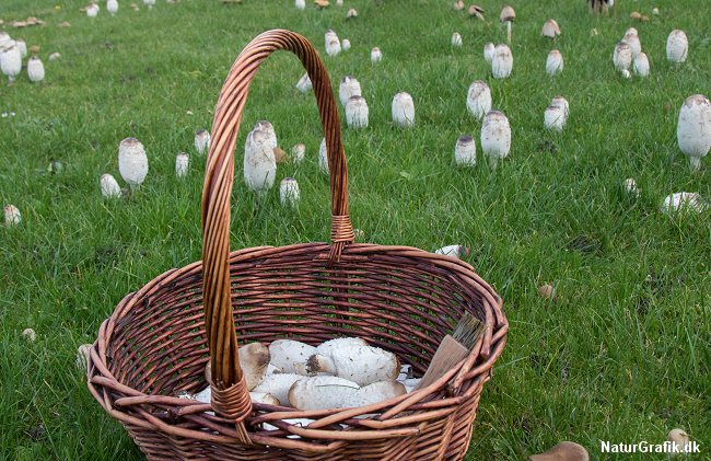 De helt unge eksemplarer af Stor parykhat er de bedste.