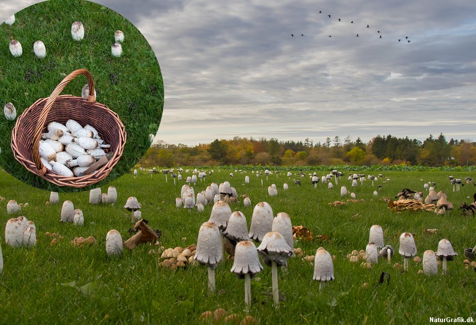 Stor parykhat på græsplæne. 