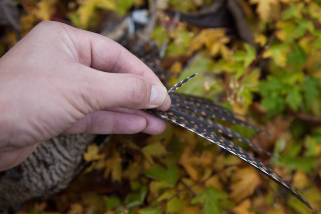Håndsvingfjer fra skovsneppen