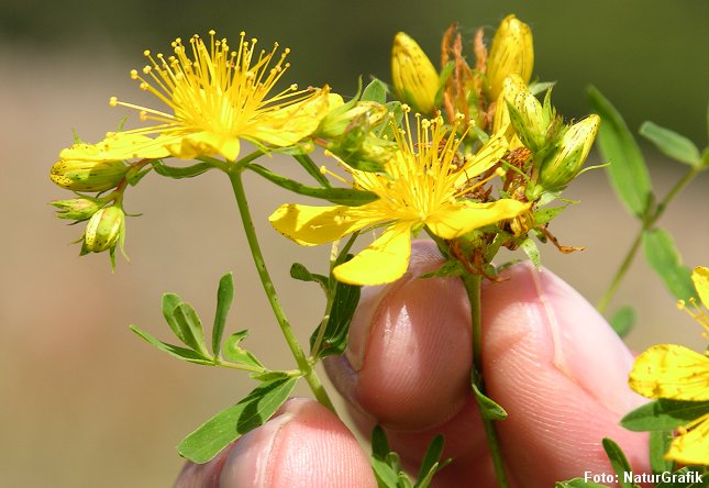 I Danmark kendes perikon bedst som snapseurt. Der findes flere arter af perikon herhjemme, hvor Prikbladet Perikon er den mest almindelige.
