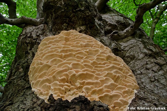 Svampen måler ca. en halv meter i diameter. Den er ikke registreret herhjemme siden 1983. Foto: Kristian Graubæk.