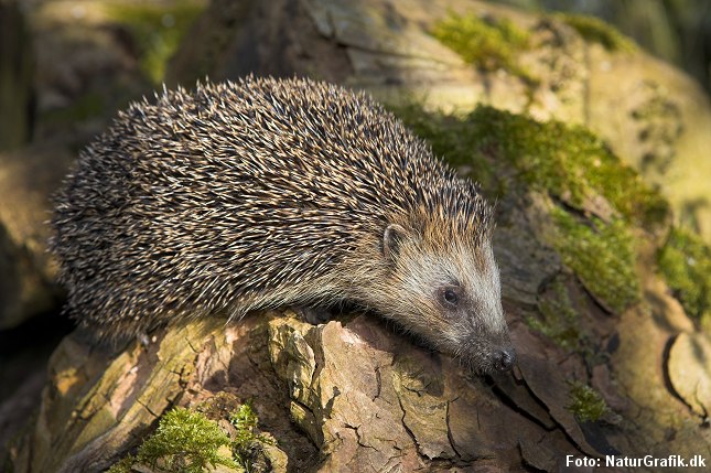 Pindsvinet går i dvale om vinteren.