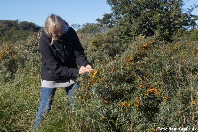 Havtorn kan være svære at plukke, da grenene er meget tornede og bærrene let smatter ud ved plukning.