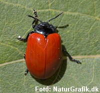 poppelbladbille-01