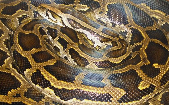 Ny viden har overrasket forskerne. Undersøgelser viser at pythonslanger evner at finde hjem - selvom de flyttes mange kilometre væk. Foto: Mariluna/Wikipedia Commons.